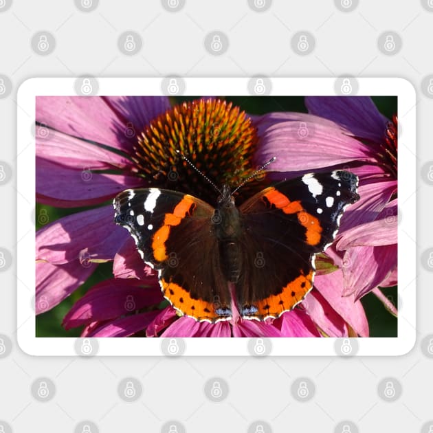 Red Admiral on Ecinachea Purpurea Sticker by AH64D